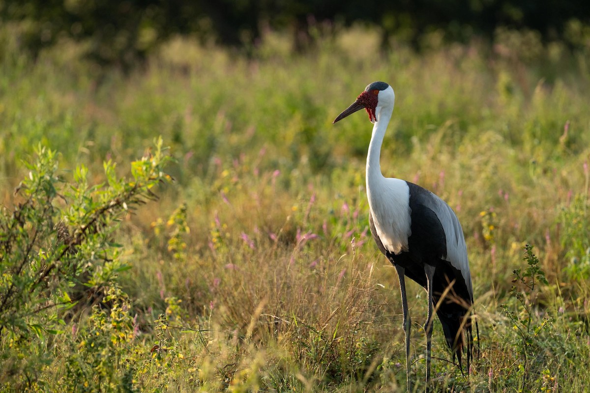 Wattled Crane - ML655696818