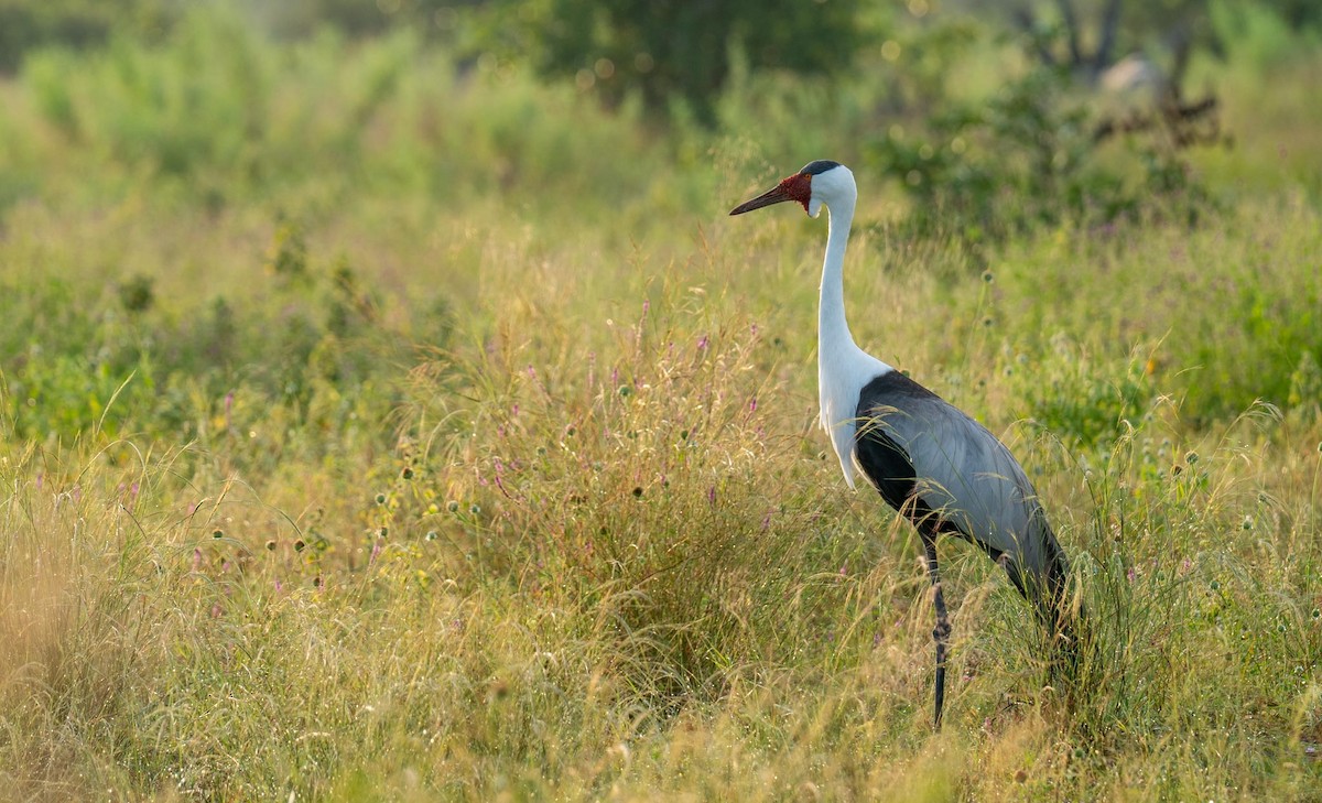 Wattled Crane - ML655696819