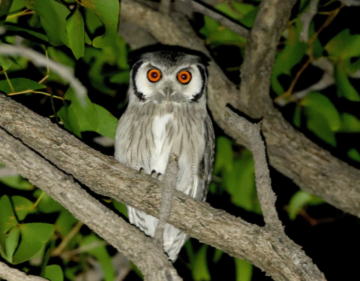 Southern White-faced Owl - ML655697001
