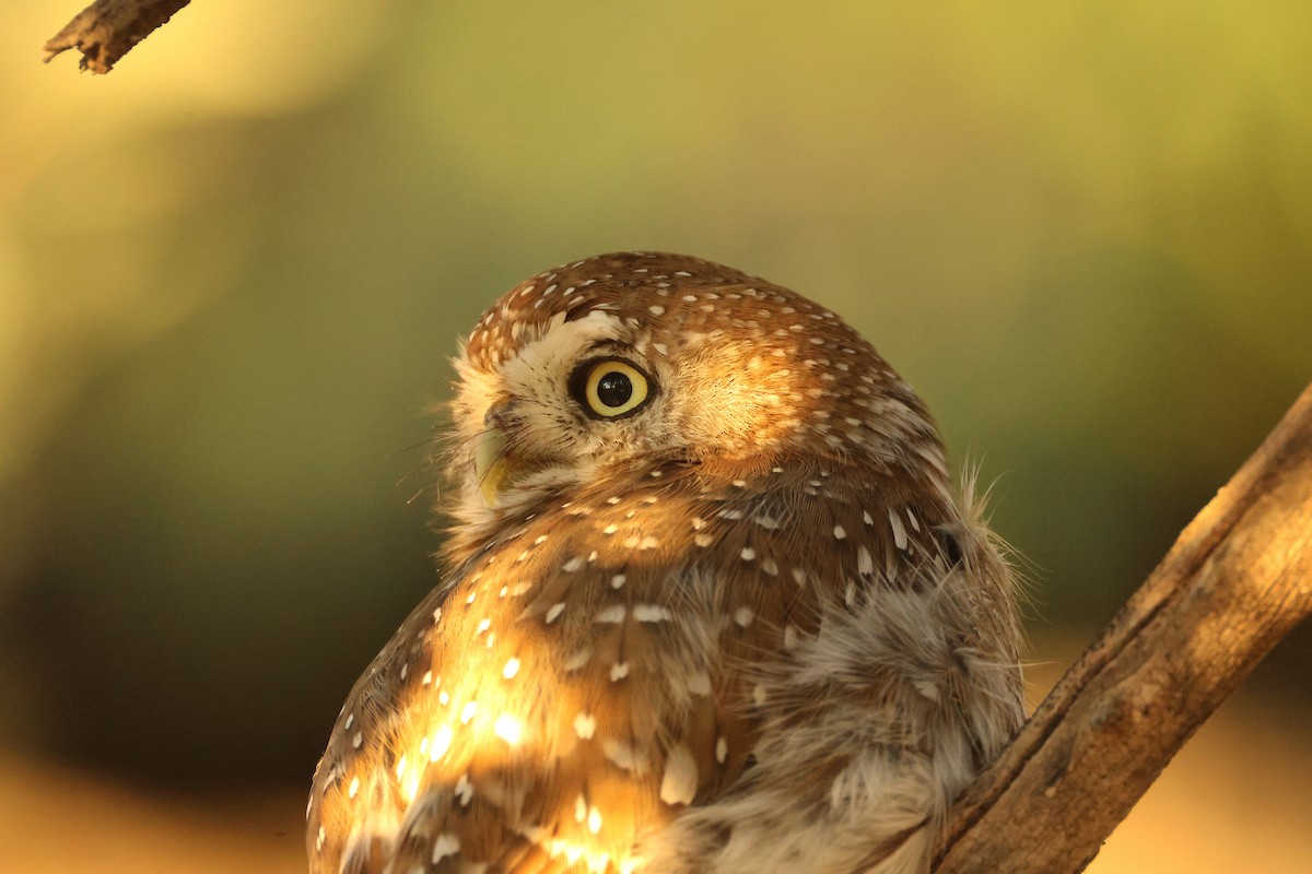 Pearl-spotted Owlet - ML655697012