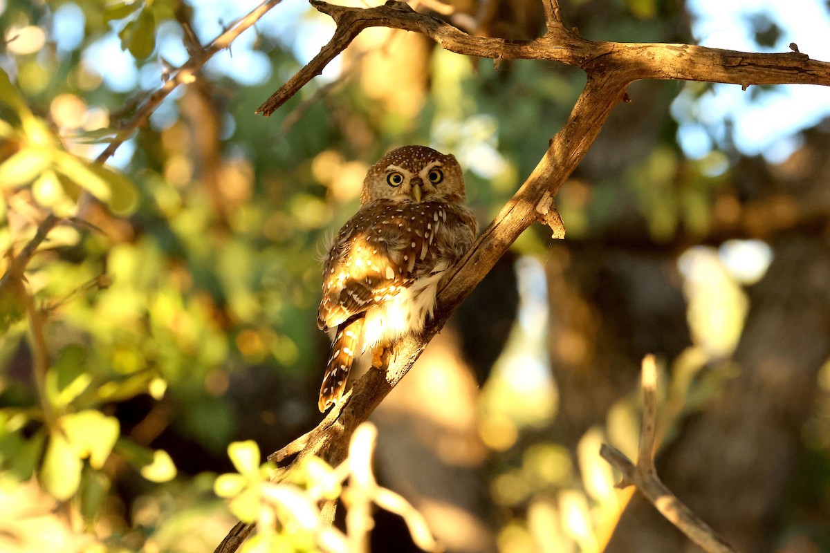 Pearl-spotted Owlet - ML655697013