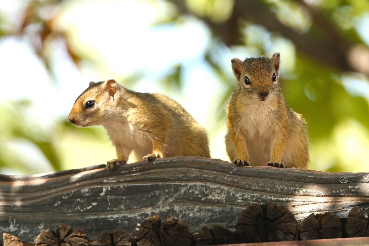 Smith's Bush Squirrel - ML655697033