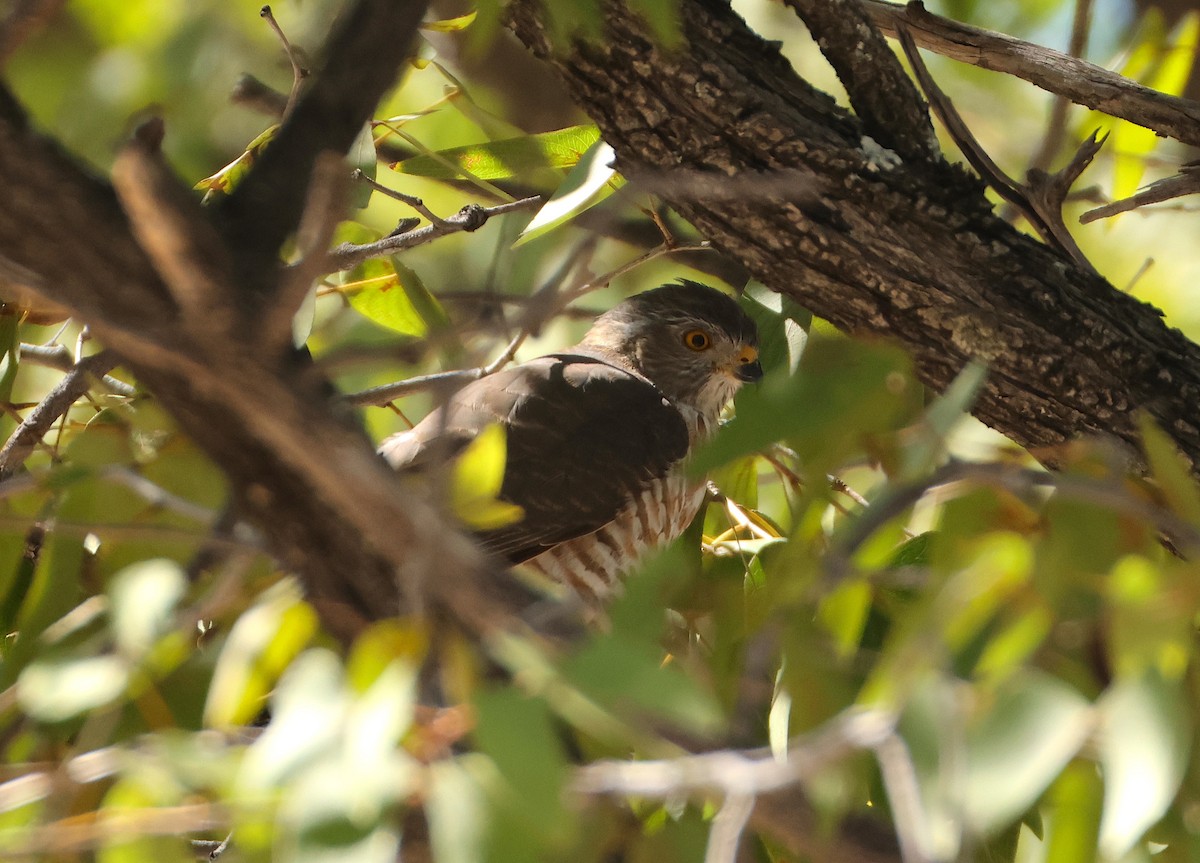 Shikra (African) - ML655697043