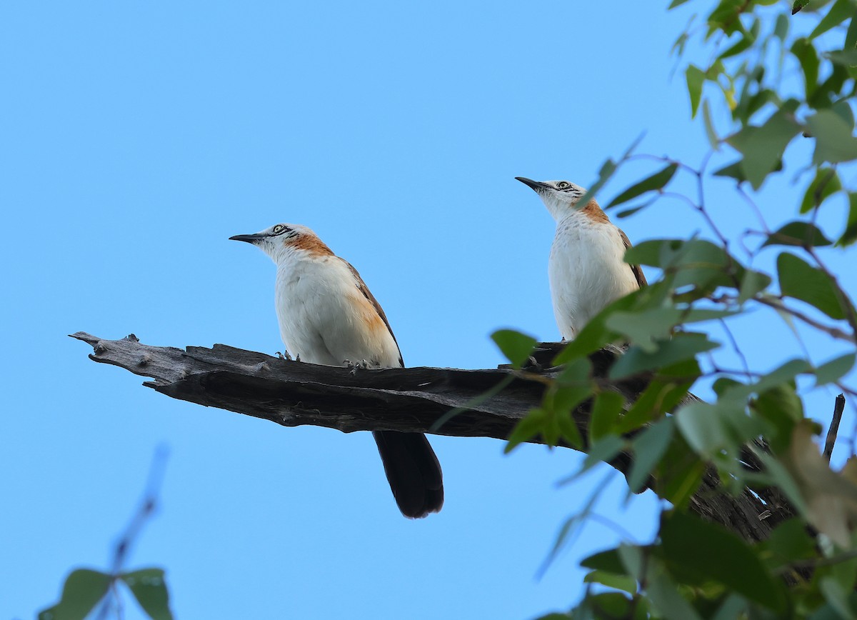 Bare-cheeked Babbler - ML655697059