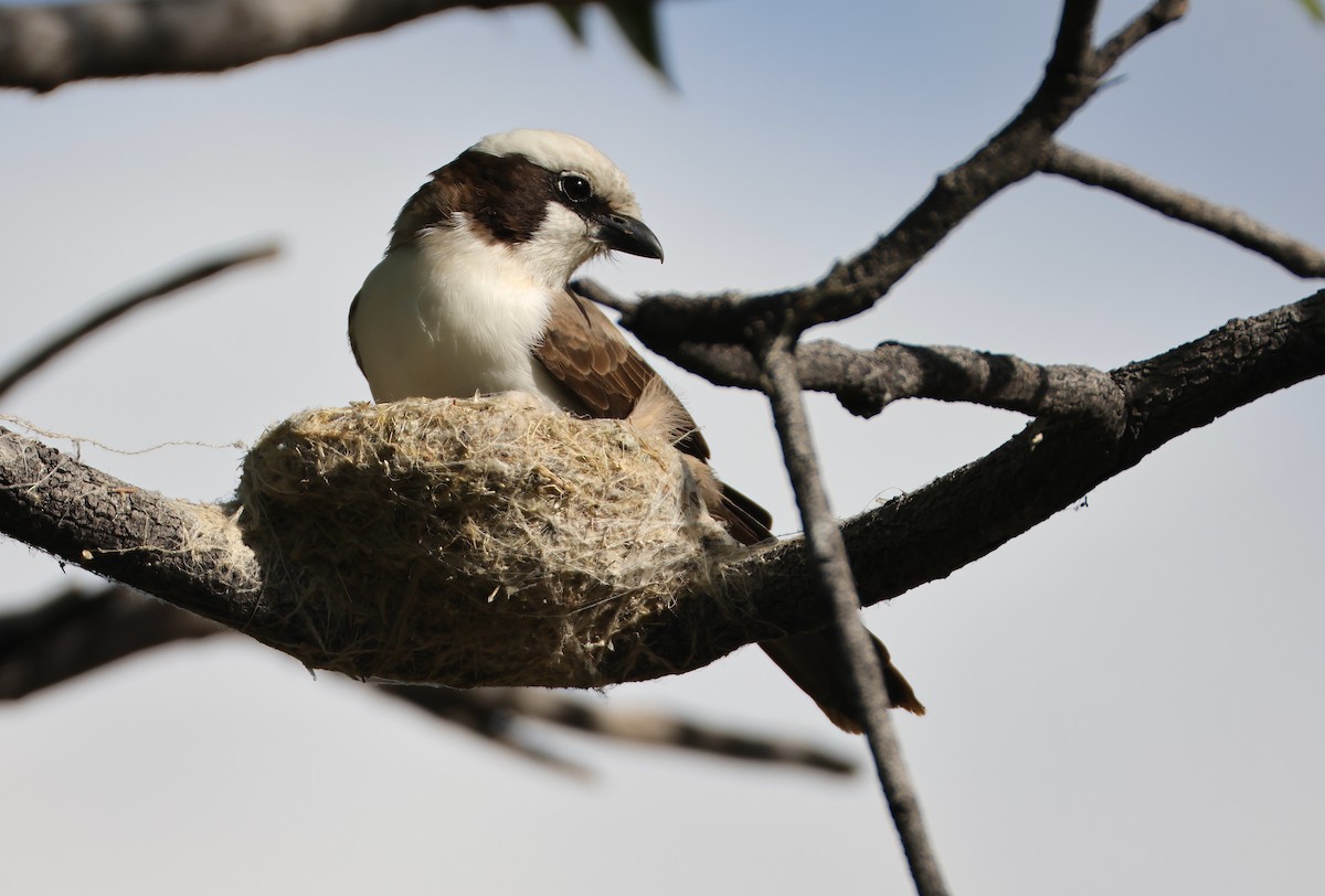 White-crowned Shrike - ML655697066