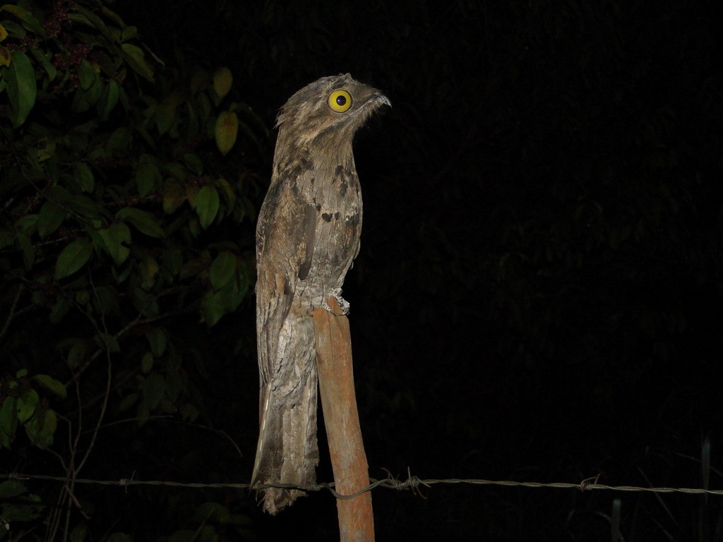 Common Potoo - ML65569721