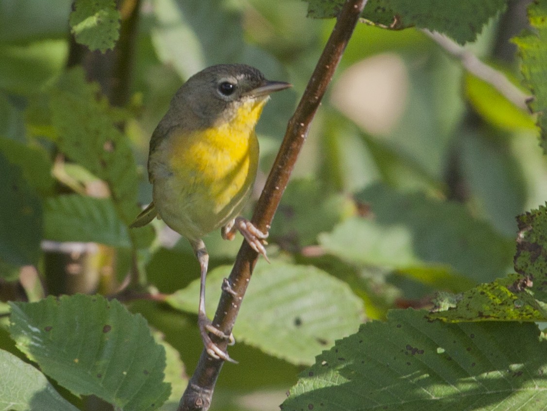 Common Yellowthroat - ML65569771