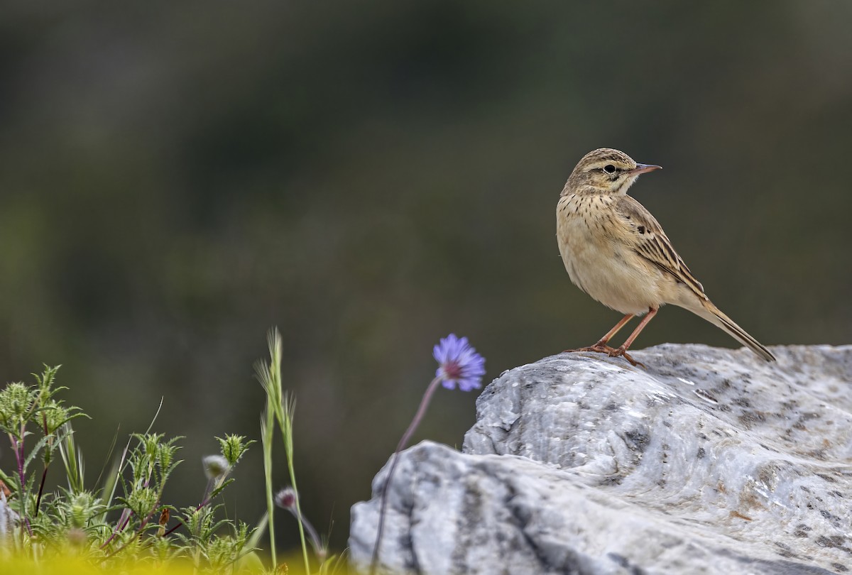Tawny Pipit - ML655698357