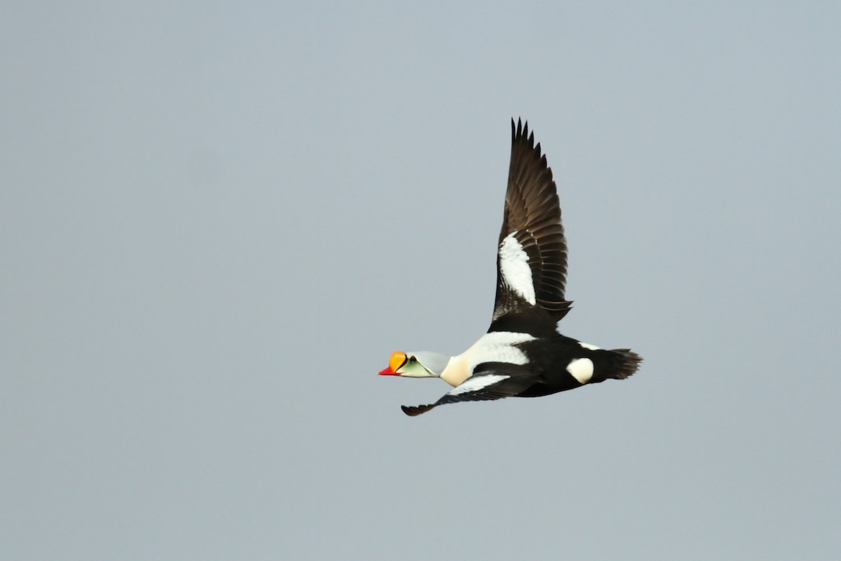 King Eider - ML65569841