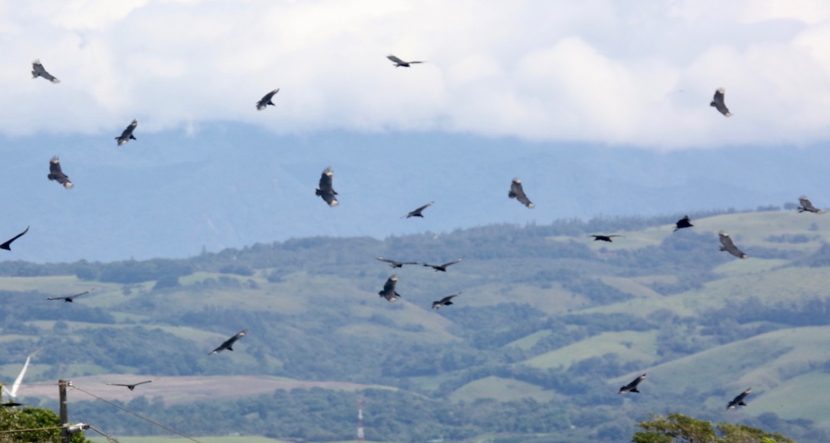 Black Vulture - ML65569851