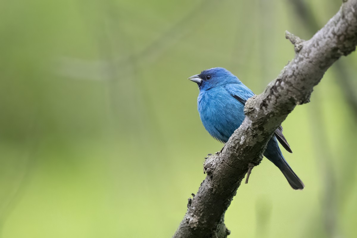 Indigo Bunting - ML655698534