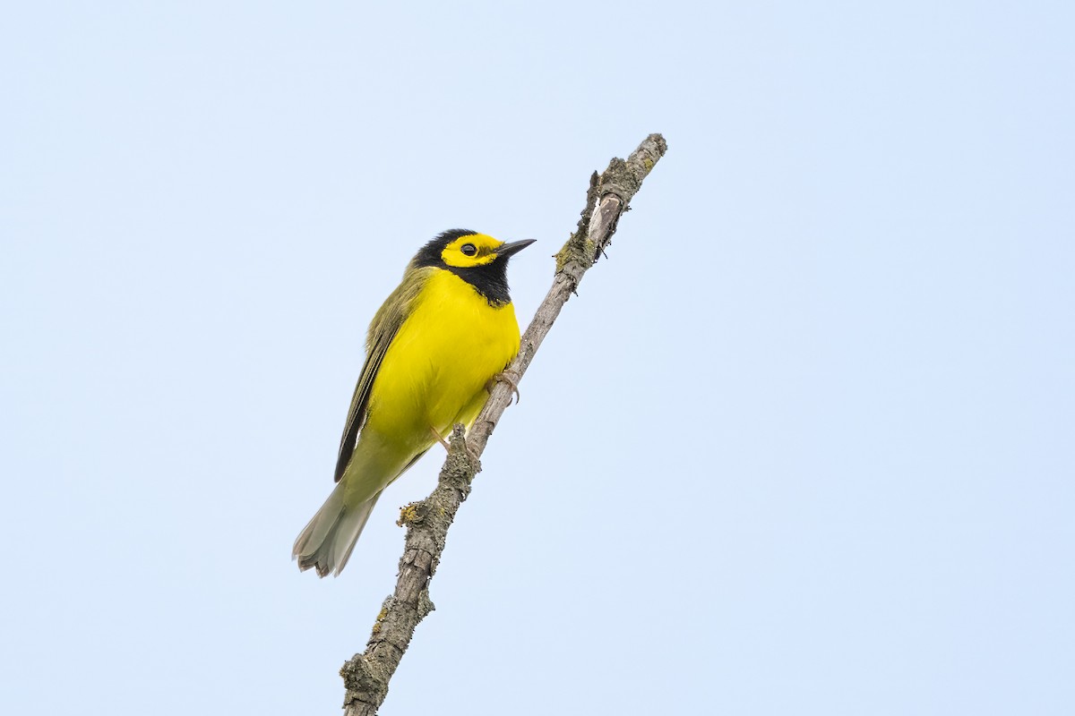 Hooded Warbler - ML655698540