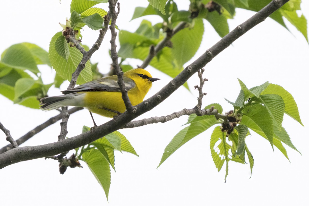 Blue-winged Warbler - ML655698626
