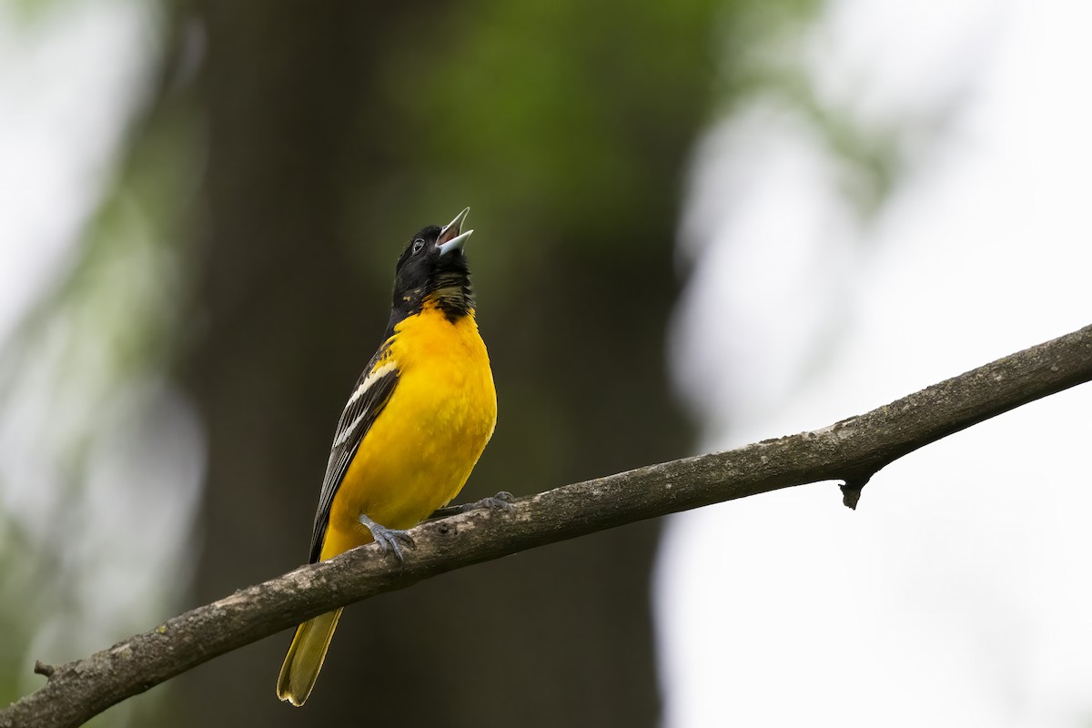 Baltimore Oriole - ML655698687