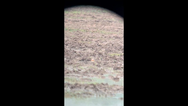 Tibetan Sand-Plover - ML655698711