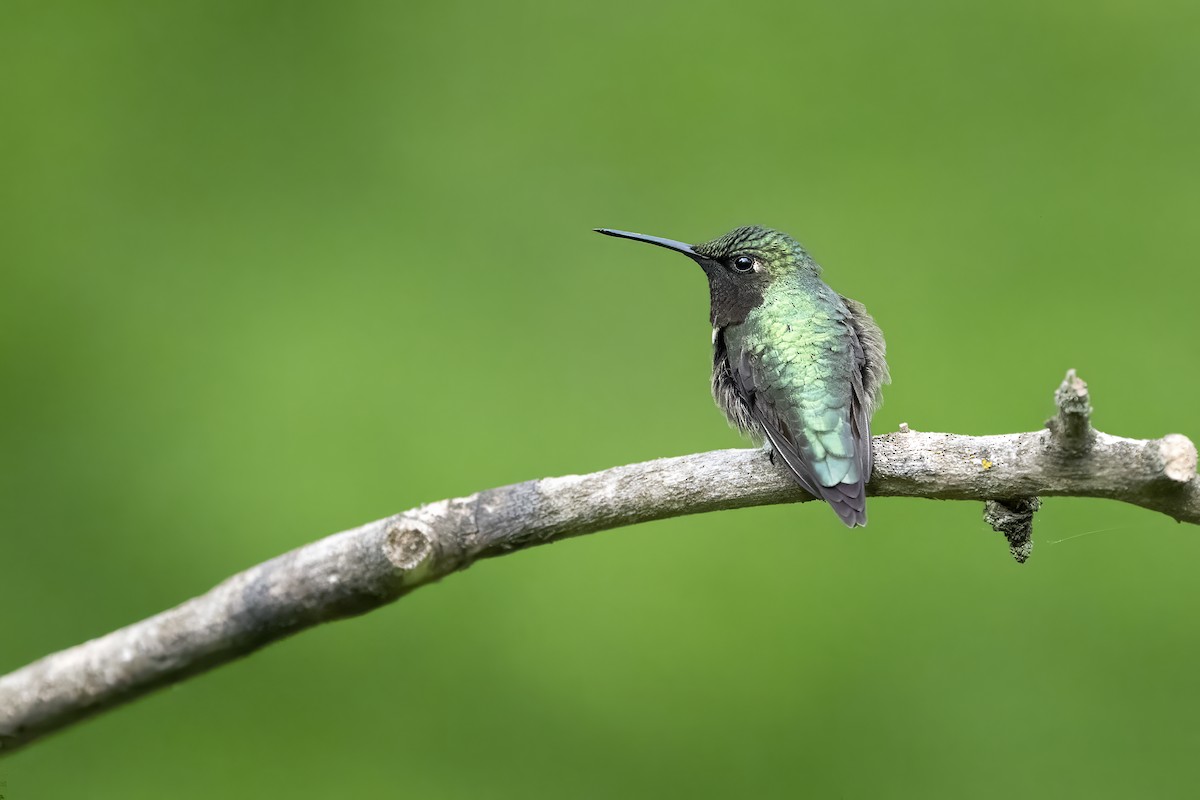 Ruby-throated Hummingbird - ML655698749