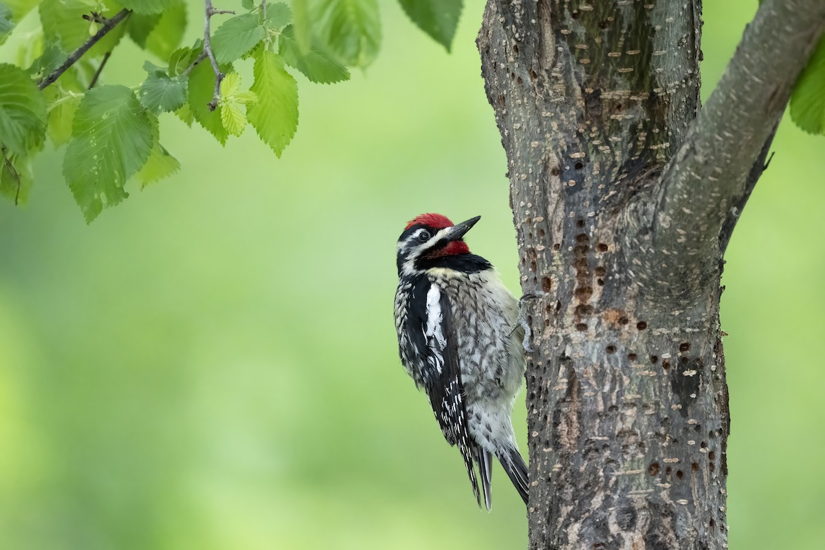 Yellow-bellied Sapsucker - ML655698819