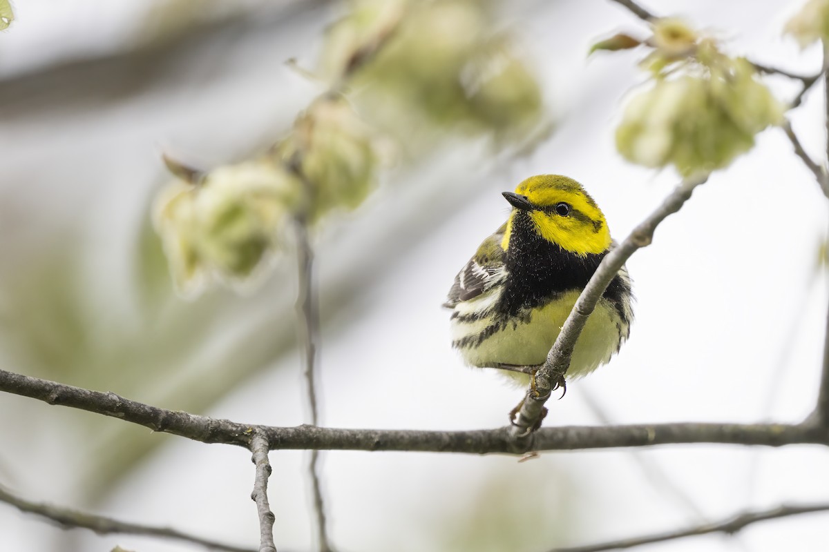 Black-throated Green Warbler - ML655699070