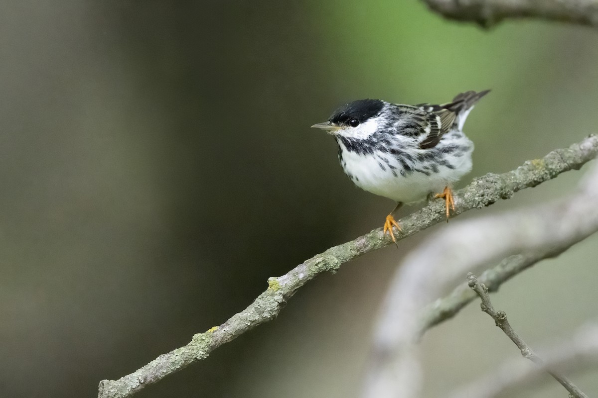 Blackpoll Warbler - ML655699095