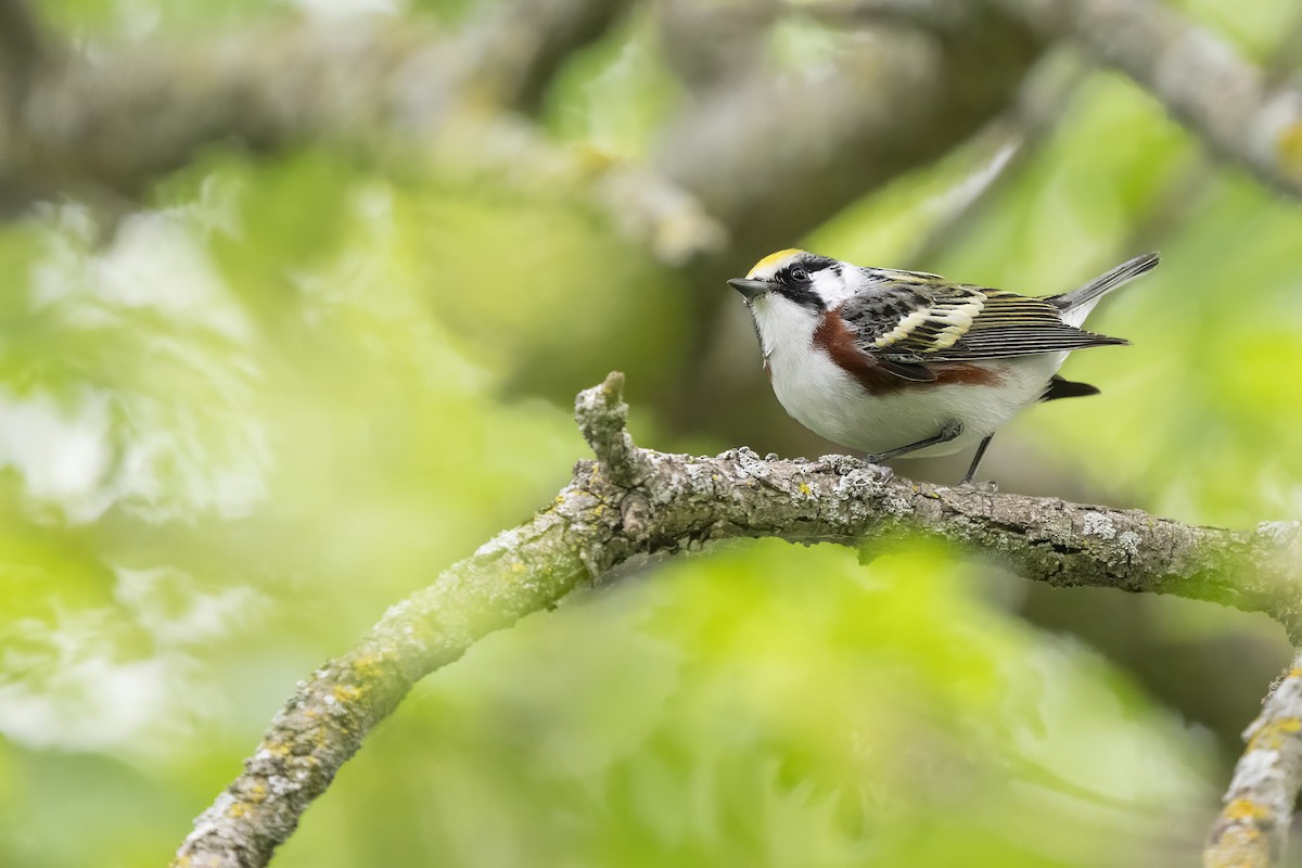 Chestnut-sided Warbler - ML655699123