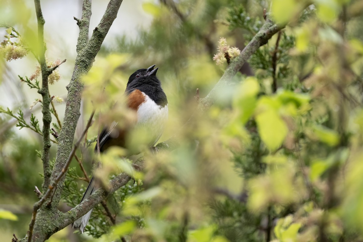 Eastern Towhee - ML655699366
