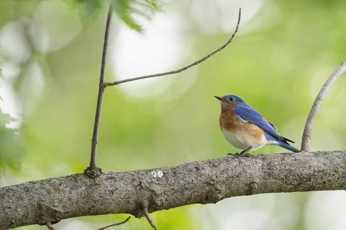 Eastern Bluebird - ML655699385