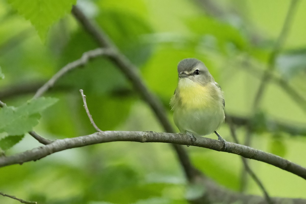 Philadelphia Vireo - ML655699633