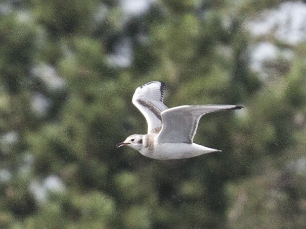 Bonaparte's Gull - Geoff Hill