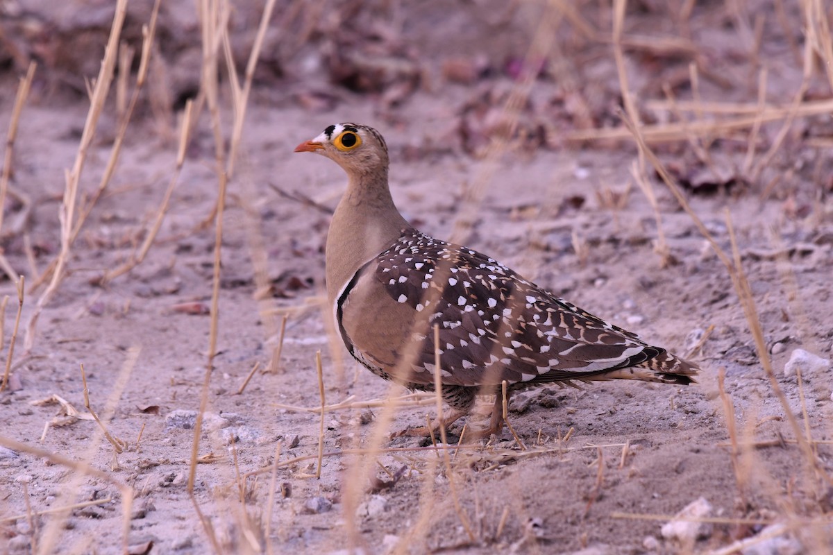 Double-banded Sandgrouse - ML655701357