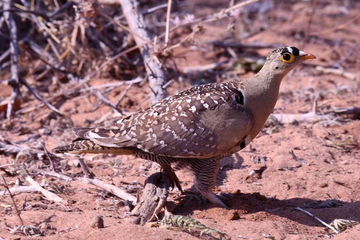 Double-banded Sandgrouse - ML655701358