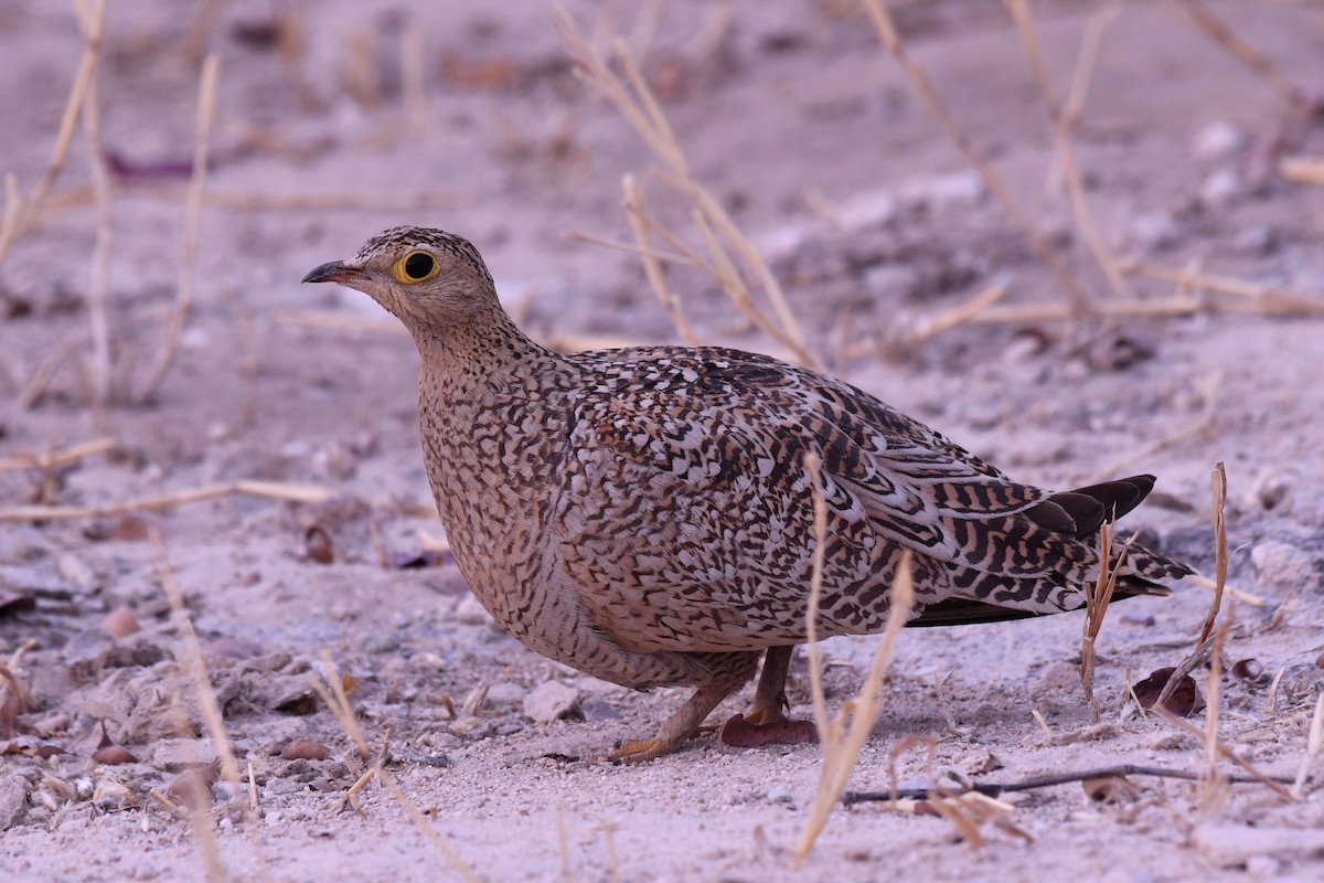 Double-banded Sandgrouse - ML655701359