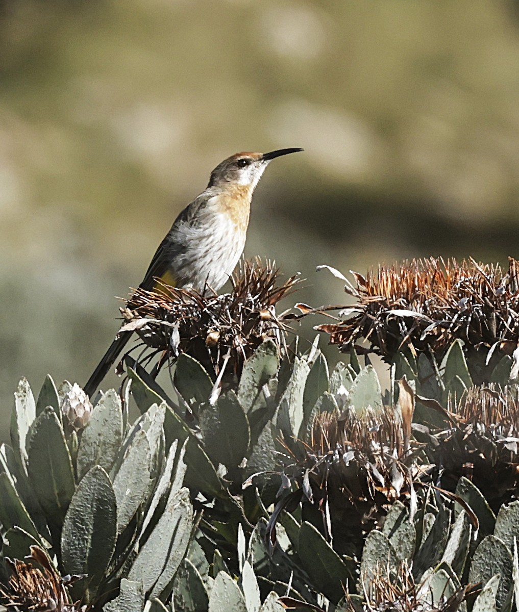 Gurney's Sugarbird - ML655703321