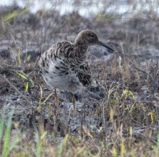 Ruff - ML655704400