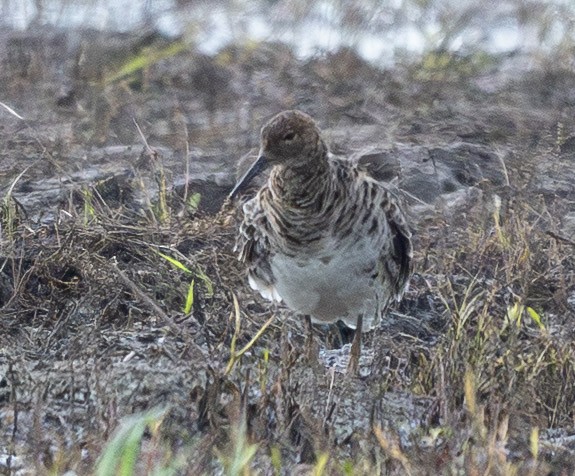 Ruff - ML655704401