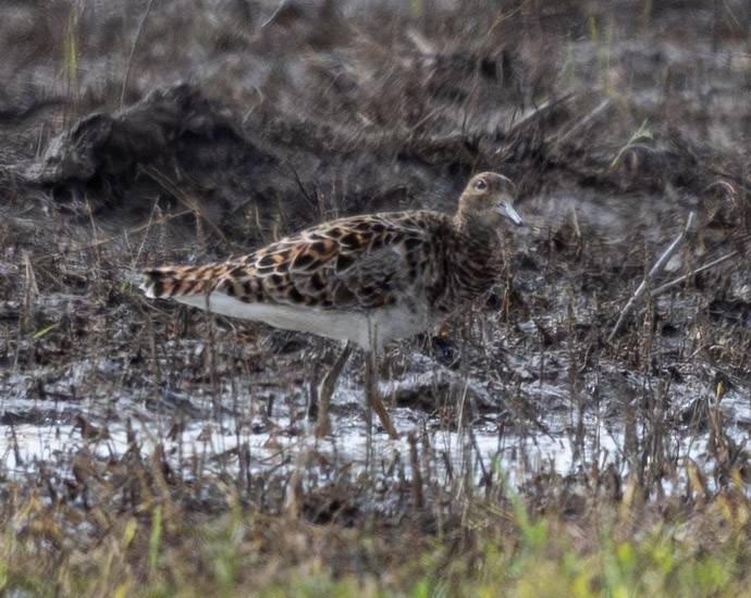 Ruff - ML655704402