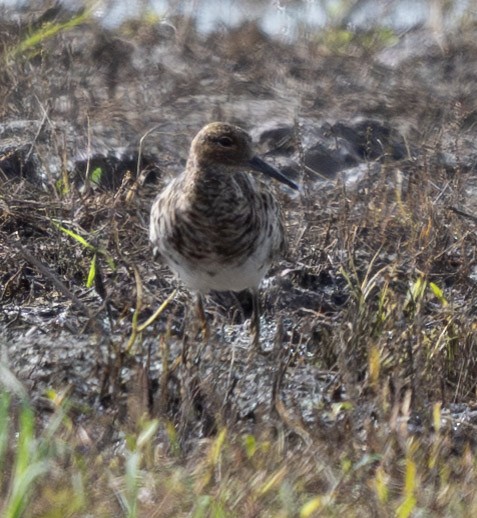 Ruff - ML655704405