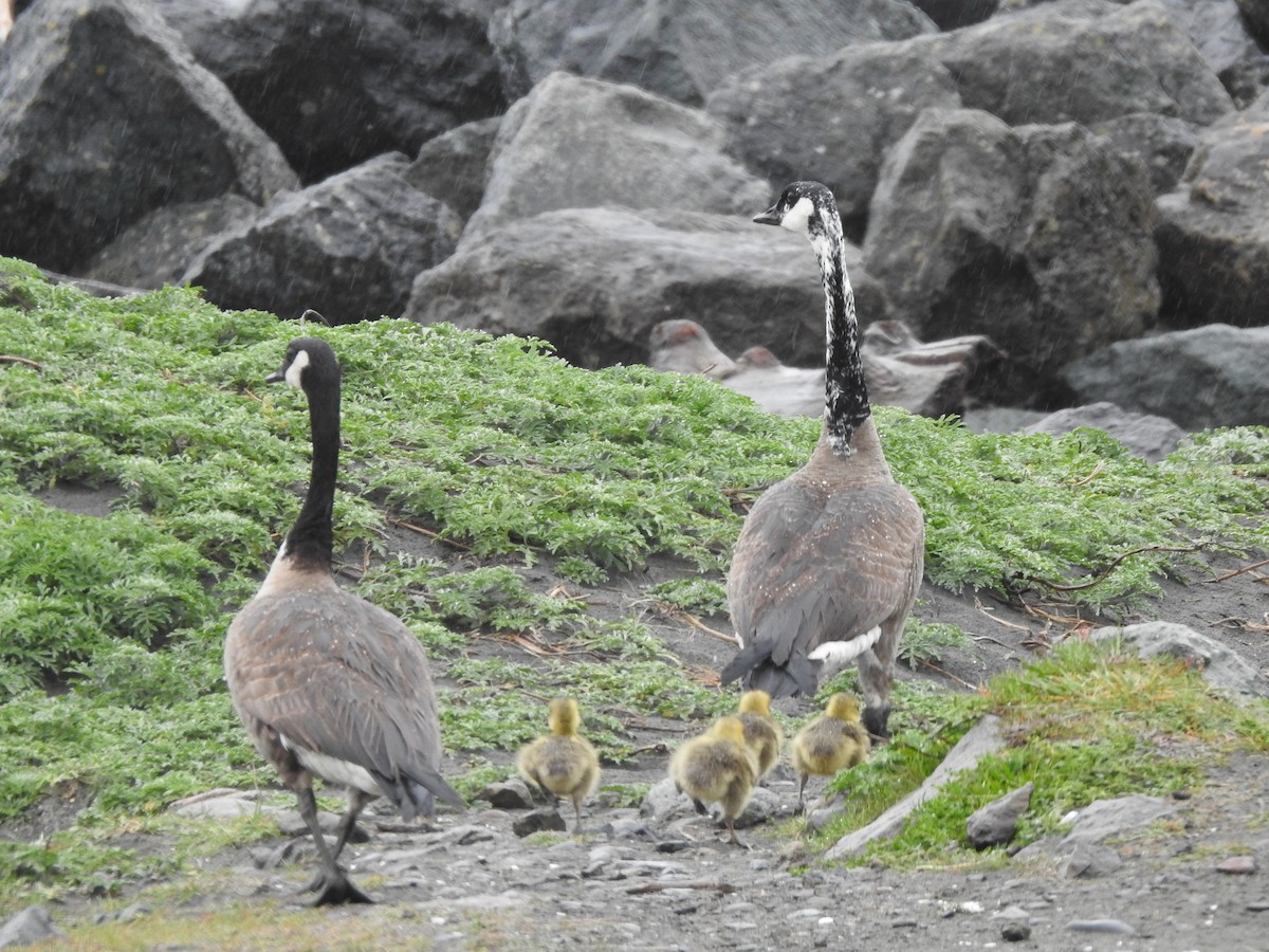 Canada Goose - ML655707765