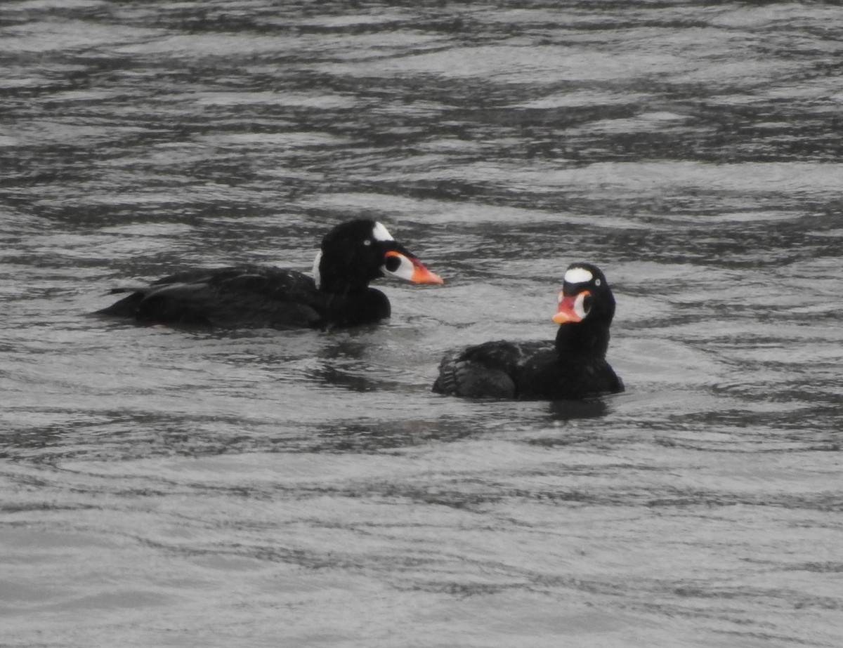 Surf Scoter - ML655707784