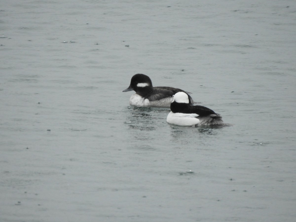 Bufflehead - ML655707805