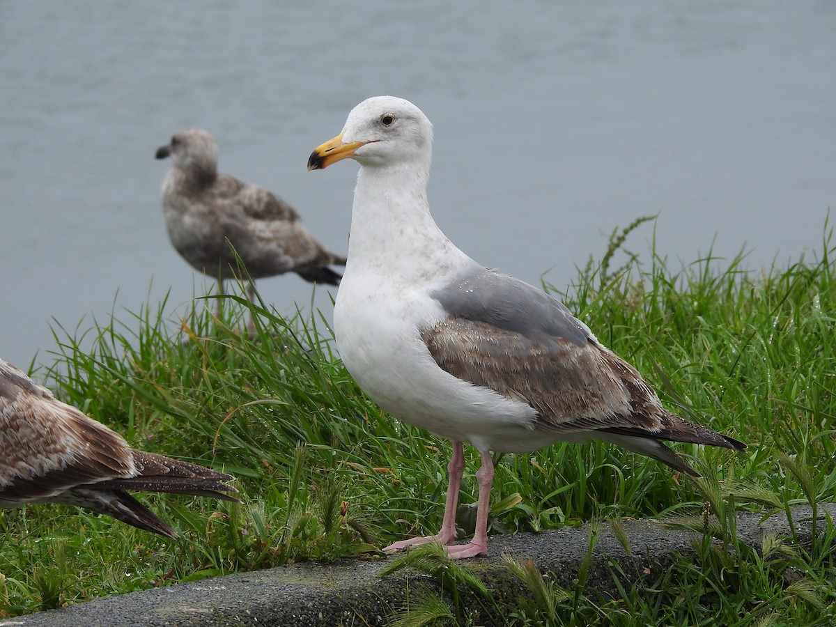 Western Gull - ML655707813