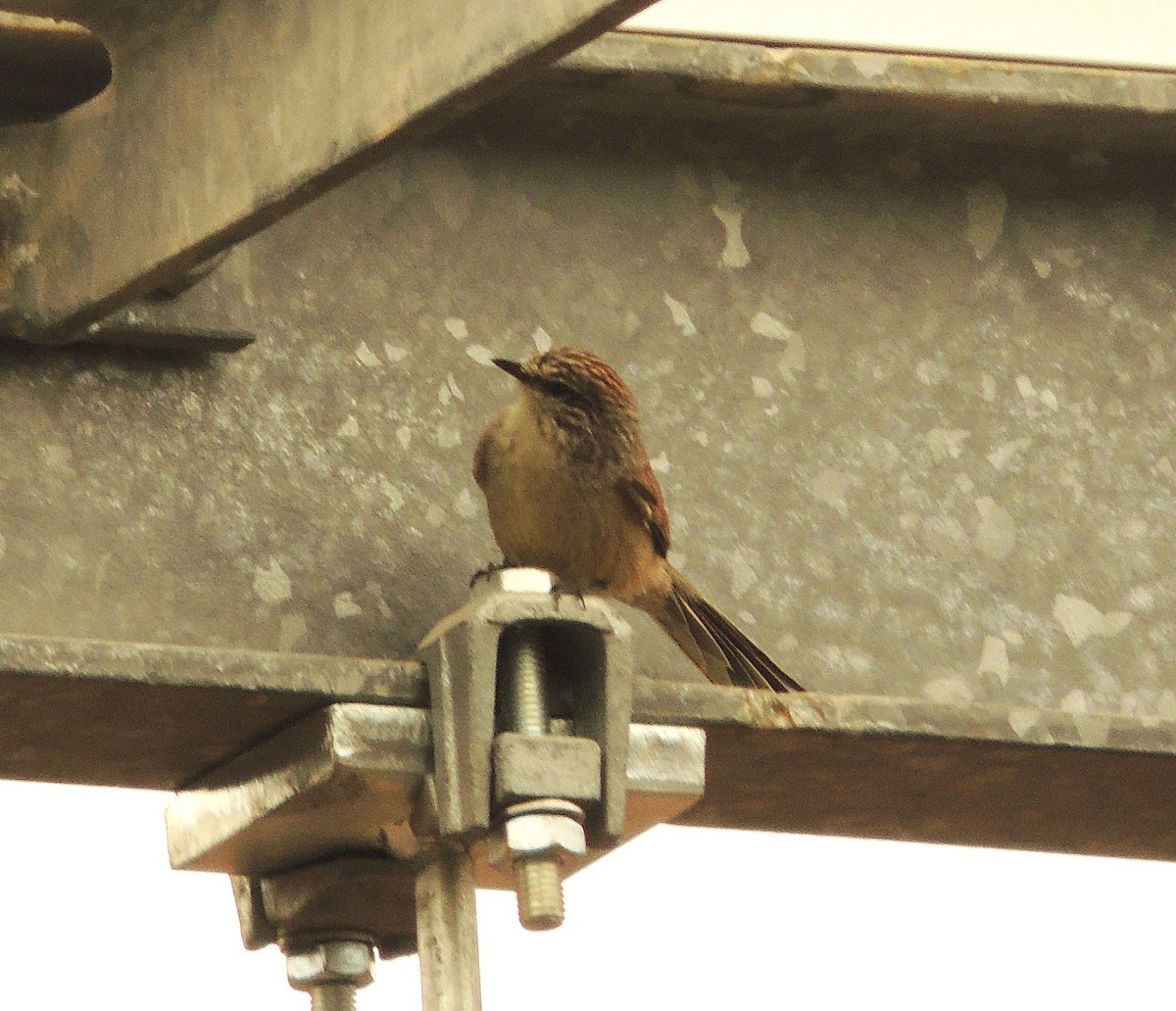 Plain-mantled Tit-Spinetail - ML655709774