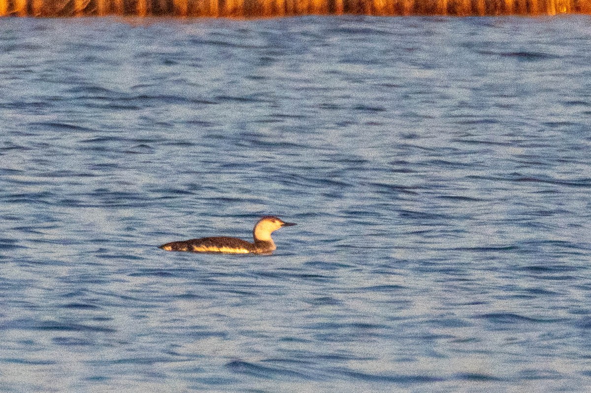 Red-throated Loon - ML655710994