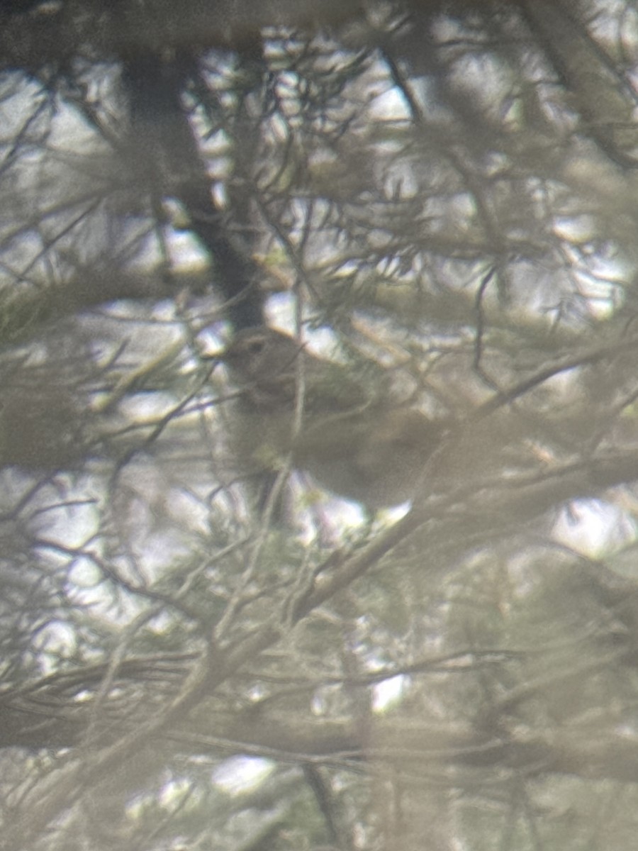 Swainson's Thrush - ML655711567