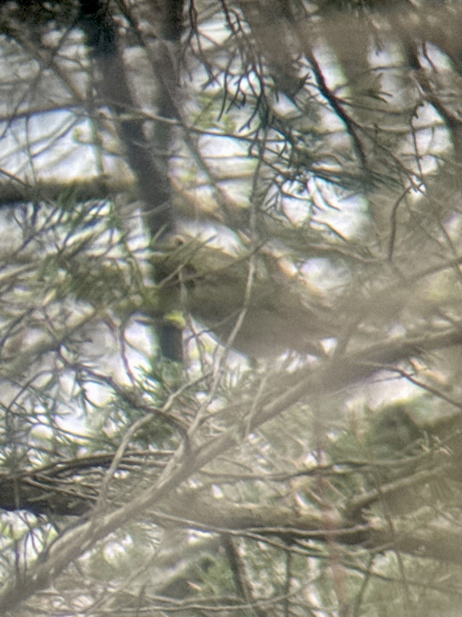 Swainson's Thrush - ML655711568