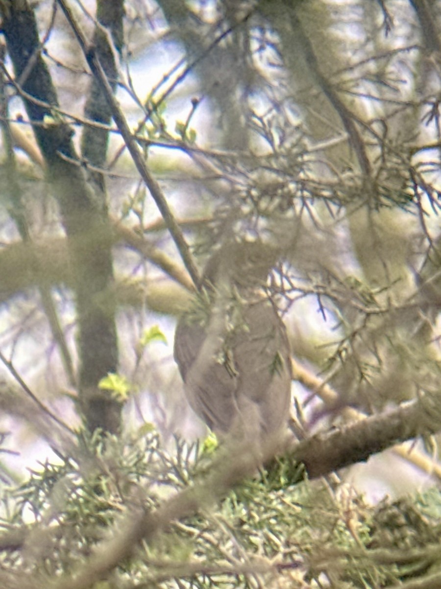 Swainson's Thrush - ML655711569