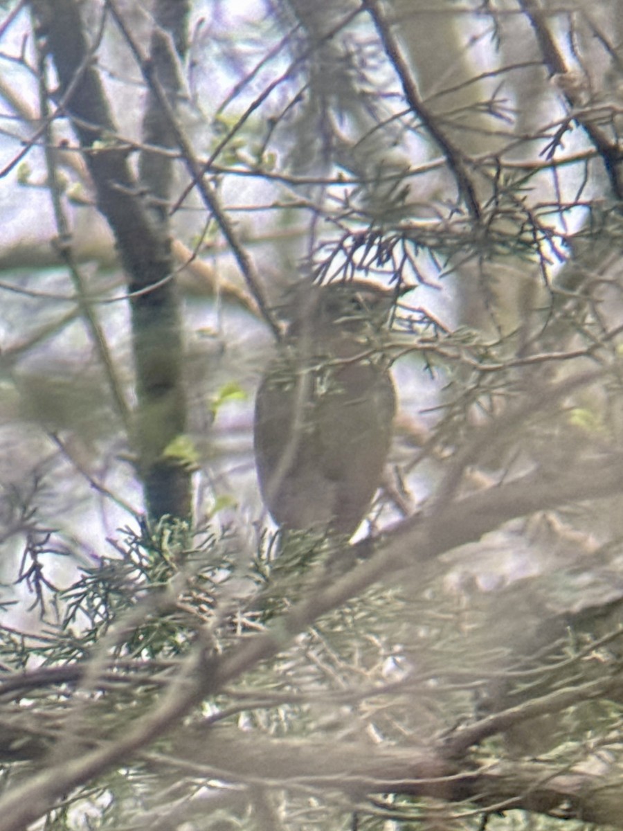 Swainson's Thrush - ML655711570