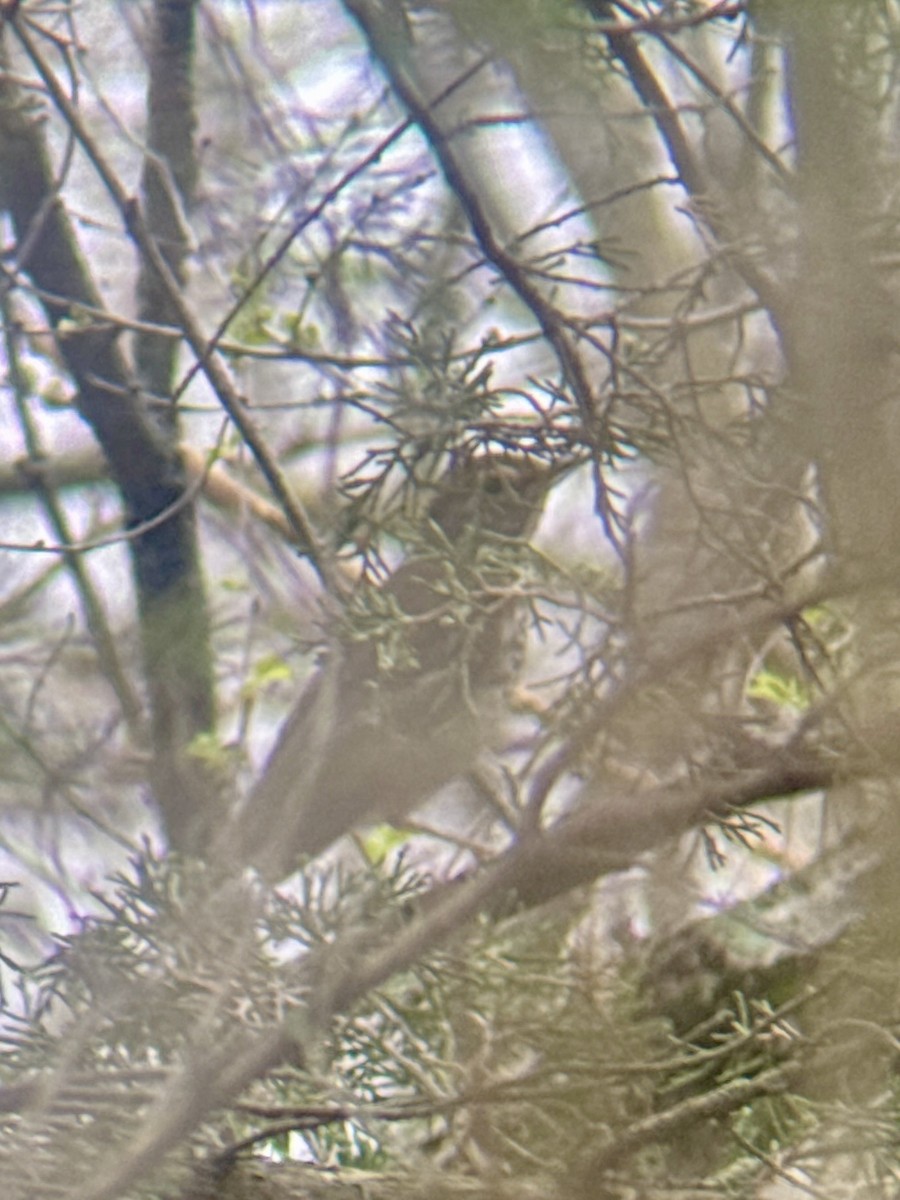 Swainson's Thrush - ML655711571