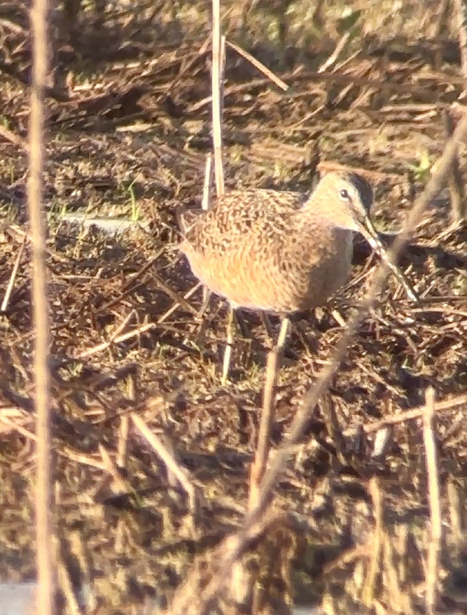 eBird Checklist - 24 Apr 2026 - Lake Apopka Wildlife Drive - 73 species ...