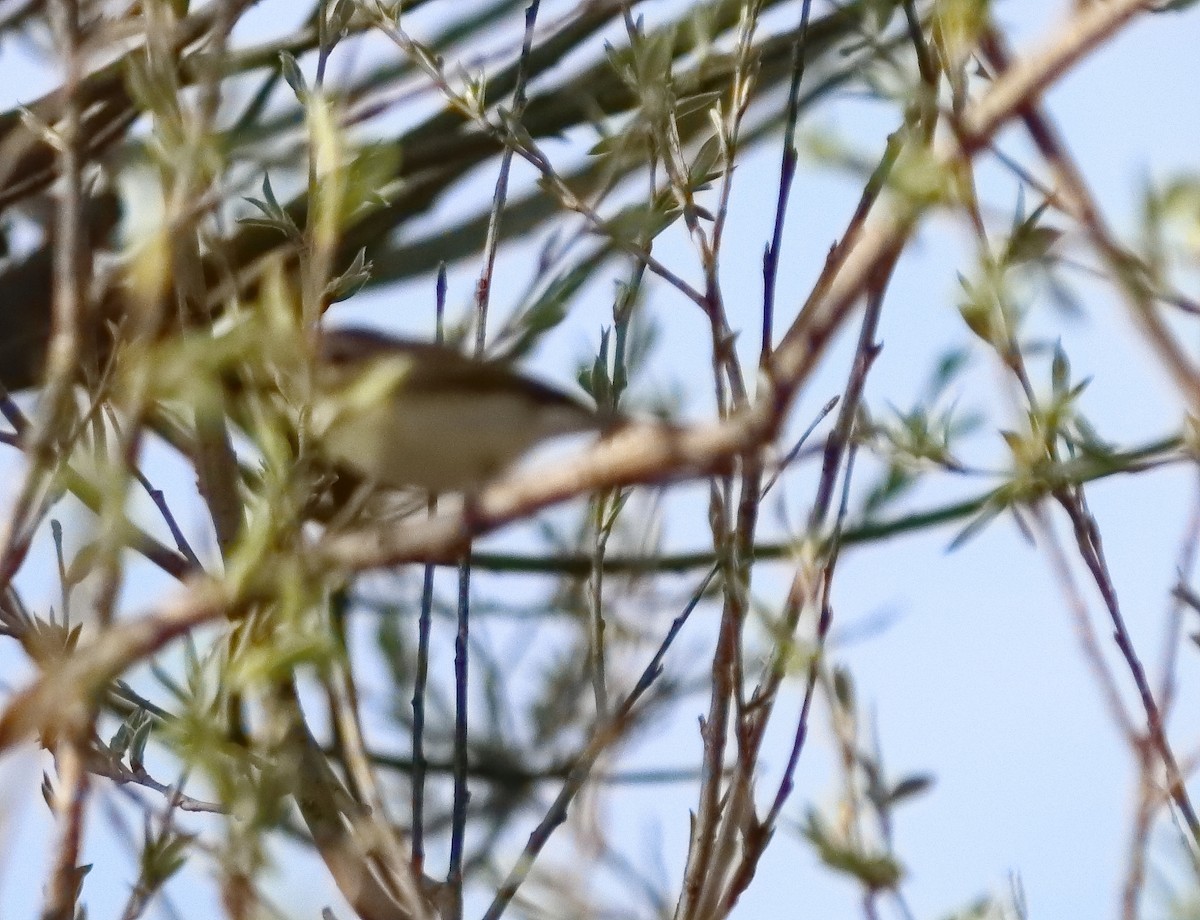 eBird Checklist - 24 Apr 2026 - Rondeau Provincial Park* general (use ...