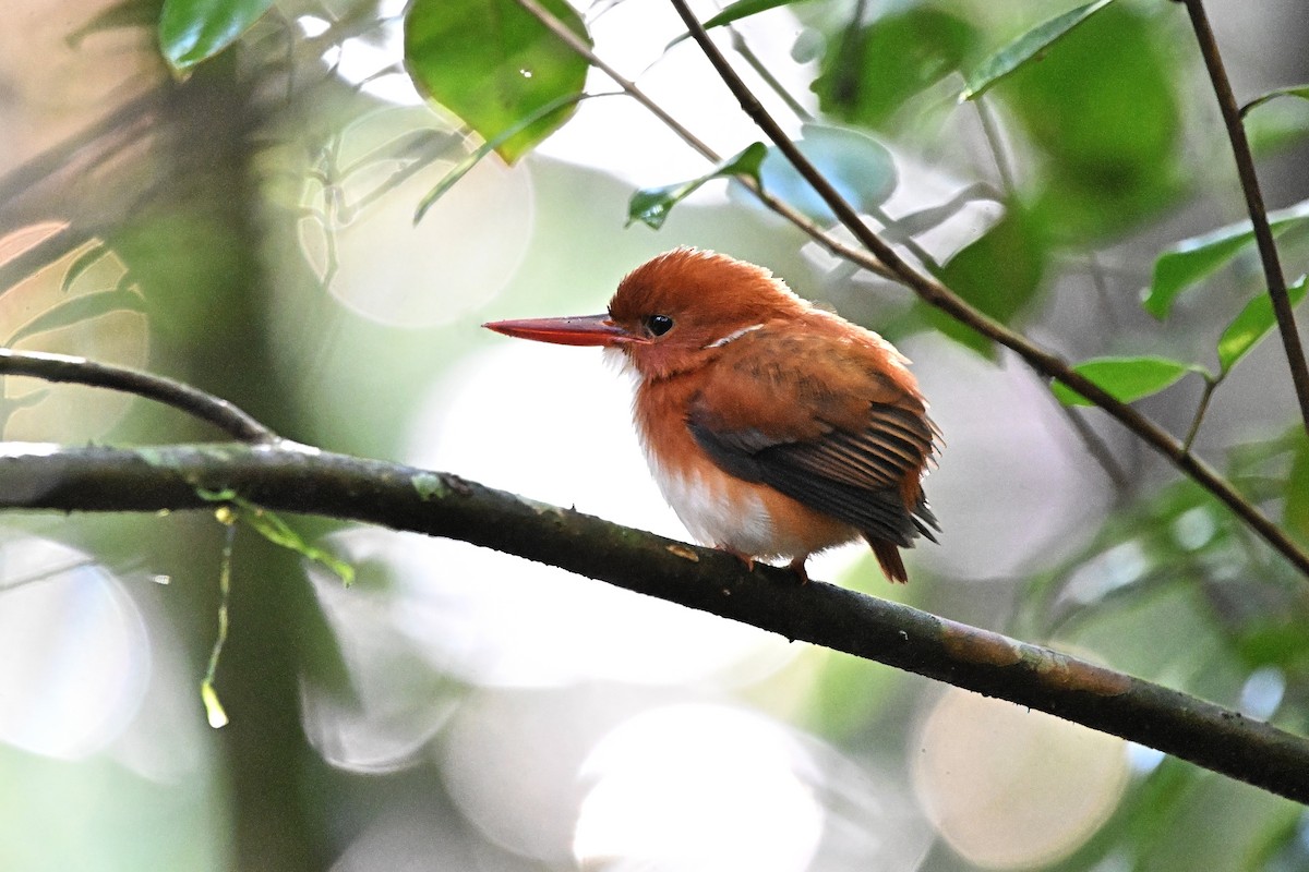 Madagascar Pygmy Kingfisher - ML655712277